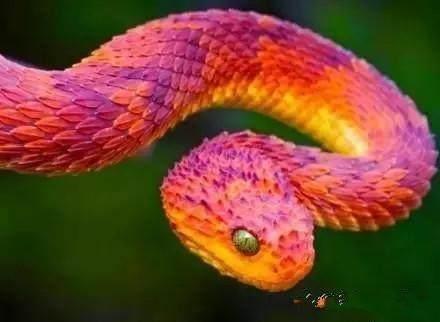 世界上有多少种蛇类(世界上已知的3000多种蛇)