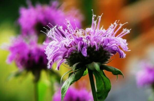 世界十大最香的植物(最香的10种花有哪些)