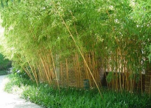 图片[3]-中国十大名竹品种(十大名贵竹子品种有哪些)-时尚资讯-时尚资讯