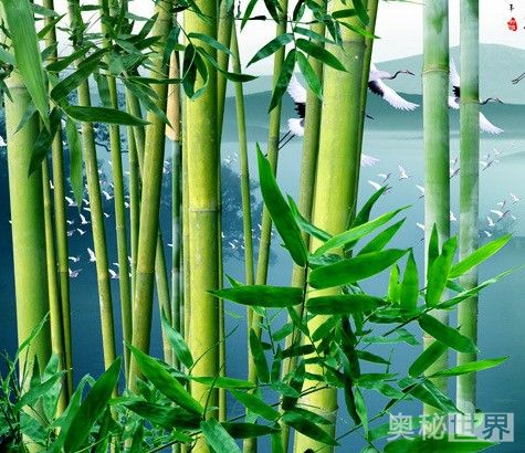 岁寒三友是指哪三个植物(岁寒三友是指什么)