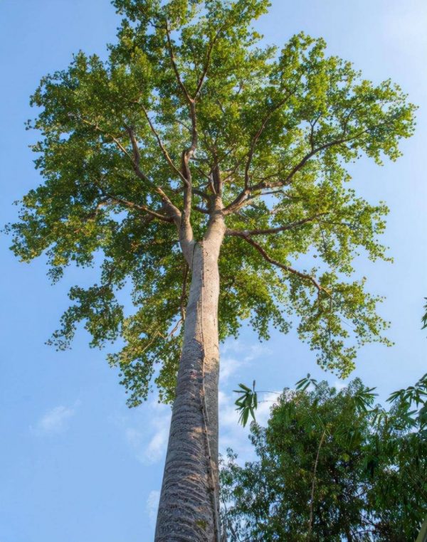 世界上最毒的树木排名(5种有剧毒的树木有哪些)
