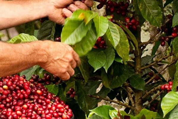 世界十大著名咖啡豆产地(10大咖啡豆生产大国)