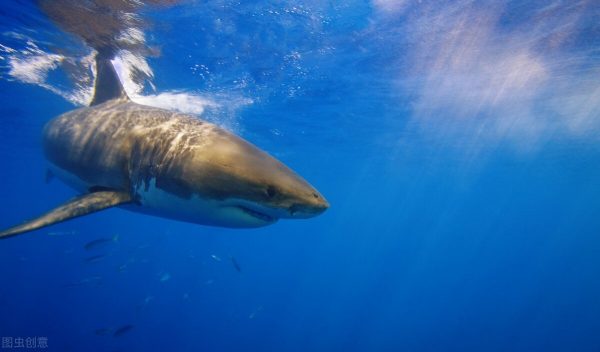 世界十大最危险的鲨鱼(十种最危险的鲨鱼排行榜)