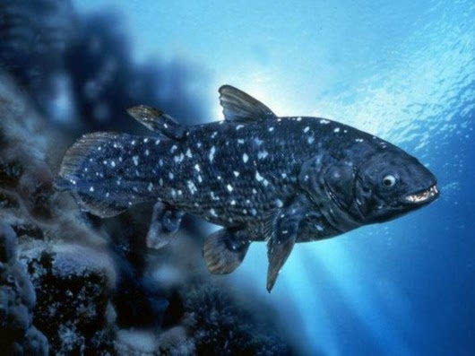 十大最罕见的深海鱼(10大最难见到的海洋动物)