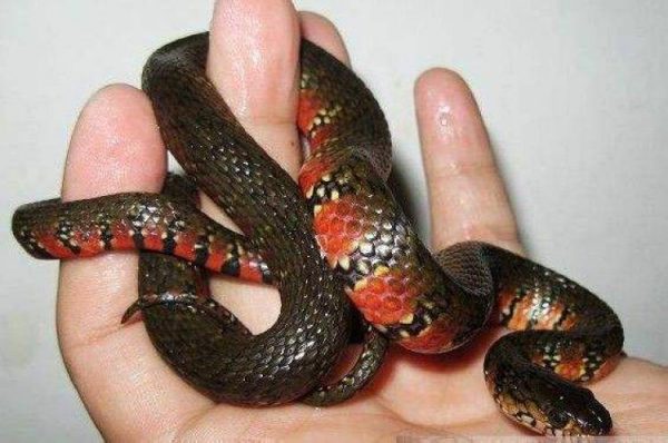 世界上都有什么蛇名字(世界上最漂亮的14种蛇)
