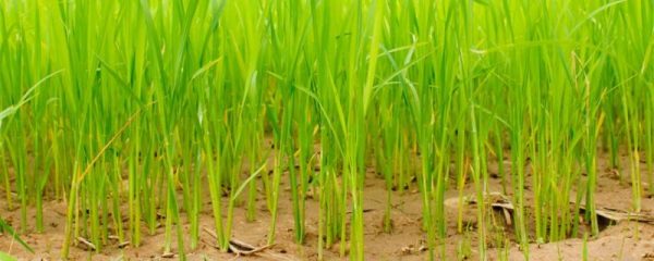 高产水稻前十名的品种是什么(什么水稻品种产量高)