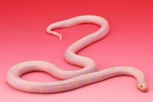 蛇的种类及名字大全(世界上最漂亮的14种蛇)