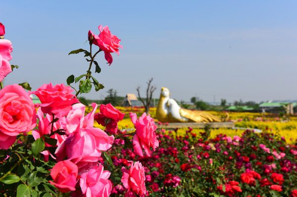 中国玫瑰花的产地在哪里(全中国哪里的玫瑰最出名)