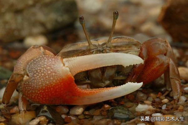 全球十大螃蟹品种(世界十大最毒的螃蟹)