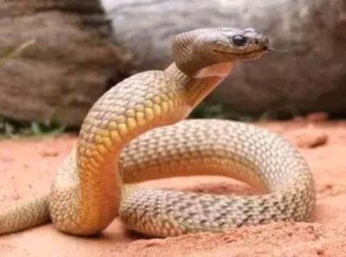 世界体型最大的毒蛇排名(世界上最大的十种蛇)