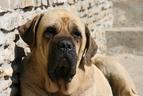 大型犬排名前十名(10种温柔的大型犬)