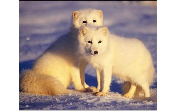 北极十大代表动物(罕见的10种北极动物)