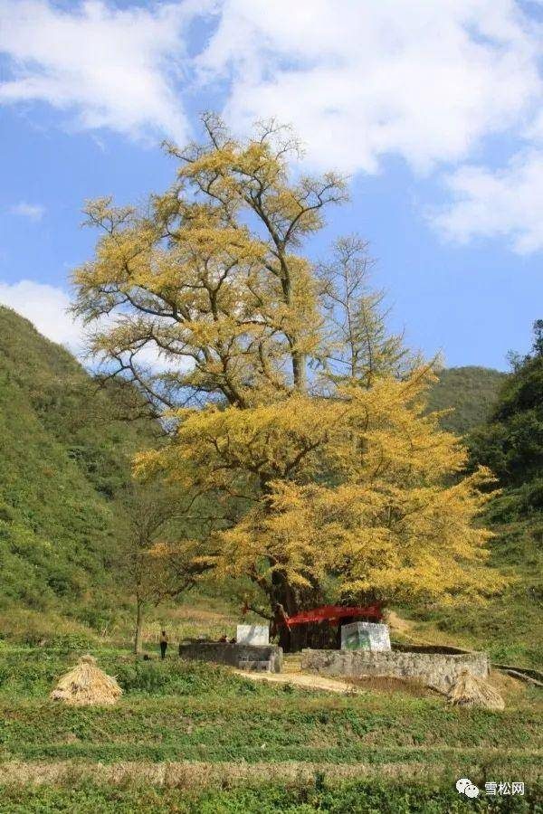 世界十大园林树木(世界最古老的十大树木)