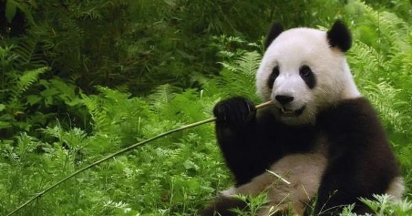 大熊猫的天敌是什么动物(野生大熊猫真没有天敌吗)