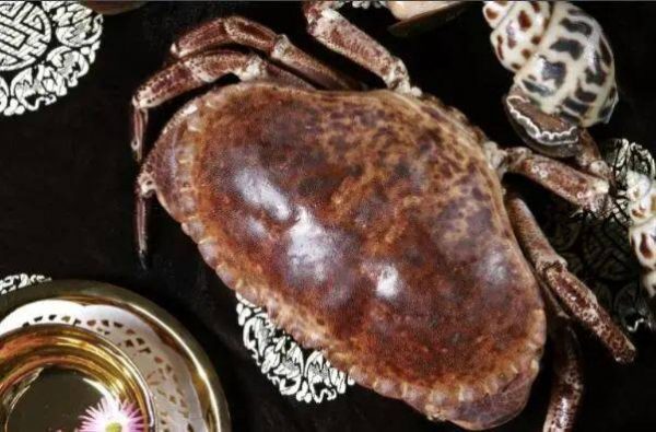 世界最贵十大蟹排行榜(最厉害的螃蟹十大排名)