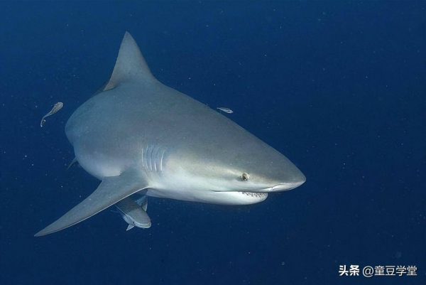 中国十大鲨鱼排行榜(地球上10大最厉害的鲨鱼)