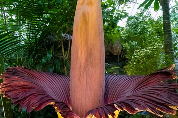 世界上最奇特的十种植物(世界最奇怪的十大植物)