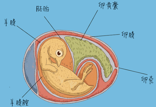 卵黄囊(早期形成的胚膜、妊娠囊内第一个可见结构)