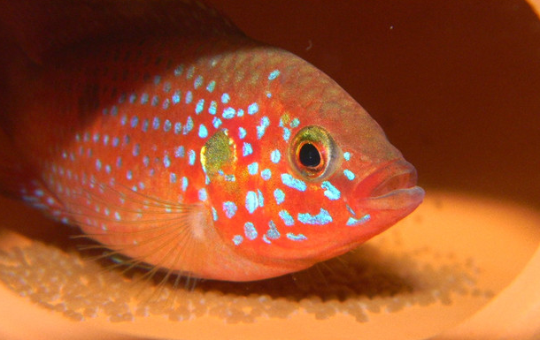 红宝石鱼(鲈形目慈鲷科鱼类)