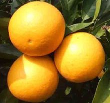 甜橙精油(有镇静作用的精油)