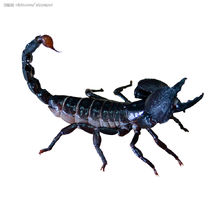 帝王蝎(节肢动物)