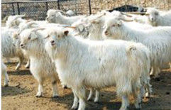 绒山羊(山羊品种)
