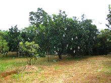 柚子树(芸香科柑橘属植物)