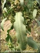 牛西西(蓼科酸模属植物)