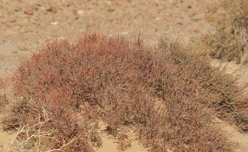 红砂(侧膜胎座目柽柳科植物)