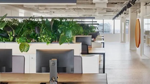 办公室风水植物怎么摆 办公室风水植物摆放的6大禁忌