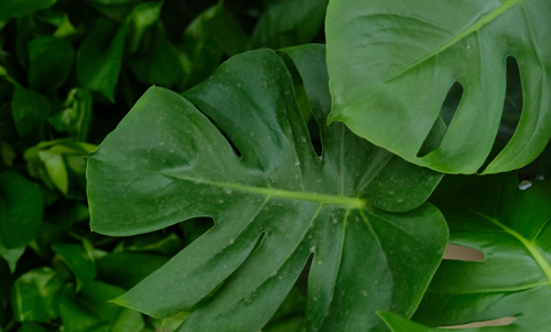 客厅最旺宅的大型植物龟背竹 客厅最旺宅的大型植物喜阴