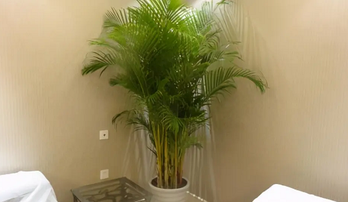 客厅适合养什么花和植物好风水 客厅适合养什么植物对家庭比较好