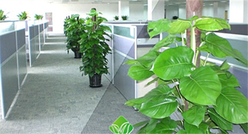 办公室放什么植物好养又风水好 适合办公室摆放的绿植