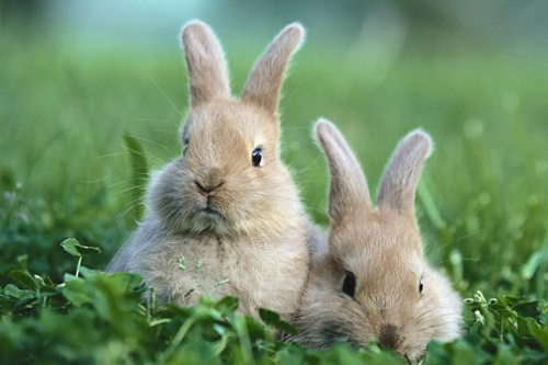 兔年出生的人2023年运程运势 兔年出生的人2023年运程每月运势