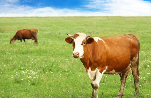 属牛的2023年运势怎么样 属牛的人2023年的运势及运程