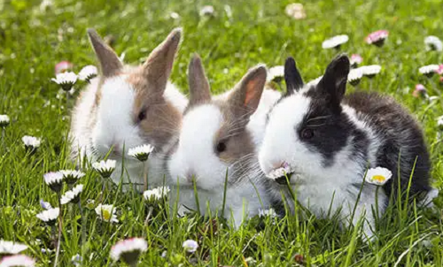 属兔是哪一年出生的 属兔的2022年运势和财运怎么样
