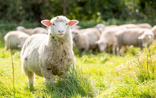 属羊2023年运势及运程详解 2023年属羊人的全年每月运势