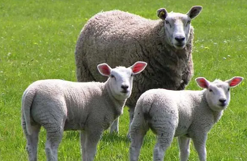 属羊人2022年全年运势详解 属羊的人2022年运势及运程