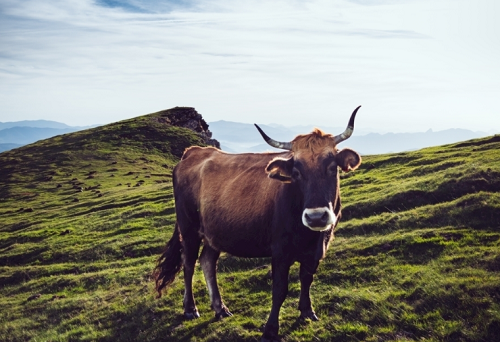 属牛的今年运势和财运怎么样 属牛在2023年每月运程