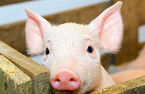 属猪的今年运势和财运怎么样 属猪在2023年每月运程