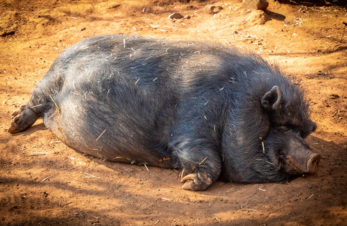 属猪的今年多大了2023年多大了 属猪的今年多大了是什么命