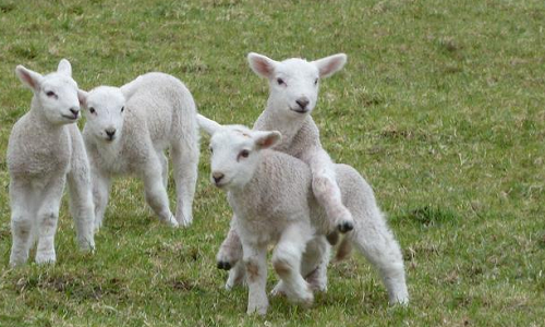 属羊的几月出生最好 属羊的几月出生最好农历