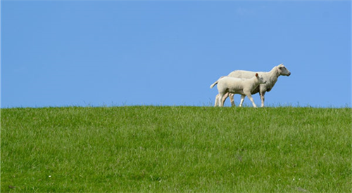 979年属羊的人什么命