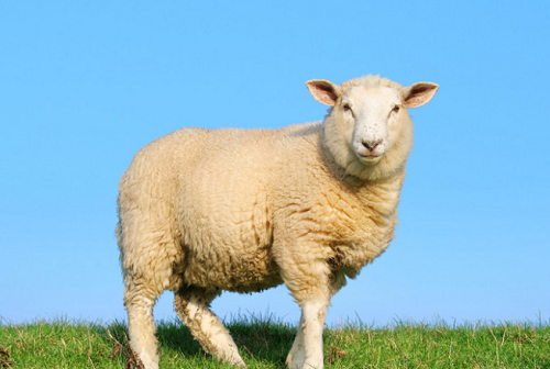羊年是哪年 羊年分别是哪一年