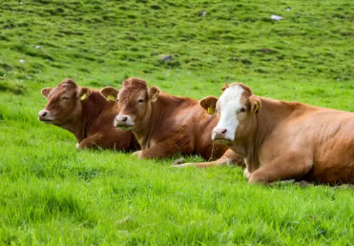 属牛女哪个月最有福气 属牛的是哪一年出生
