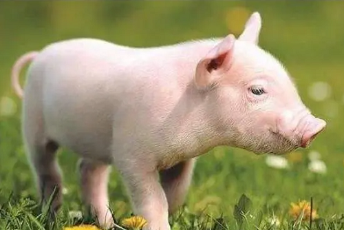 属猪的宝宝生在几月比较好 属猪的宝宝生在几月比较好命