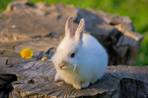 生肖兔今年几岁 今年属兔多大岁数