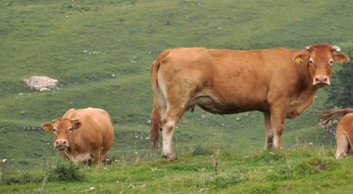属牛的是哪一年出生的 属牛今年多大了