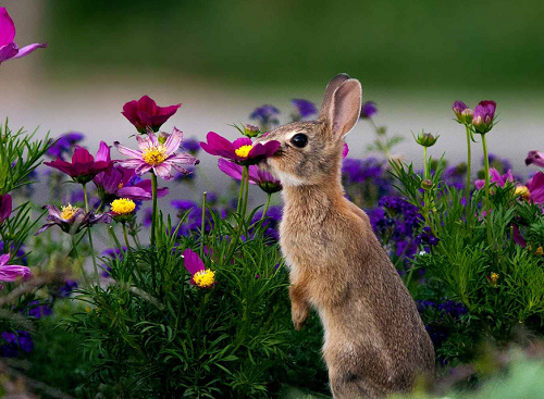 己卯年出生的人的命运 己卯年的兔是什么命