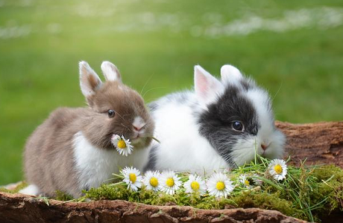属兔人的五个贵人属相 兔的三合和六个合生肖是什么